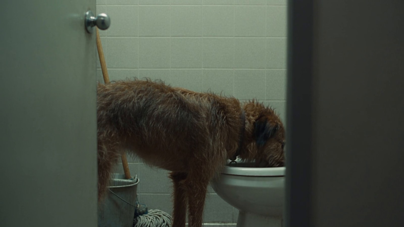 A scruffy dog drinks from the toilet in an office restroom while a mop waits by the door.